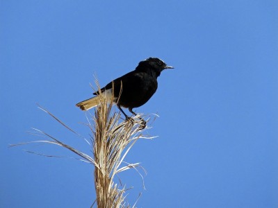 Monachella nera testabianca  